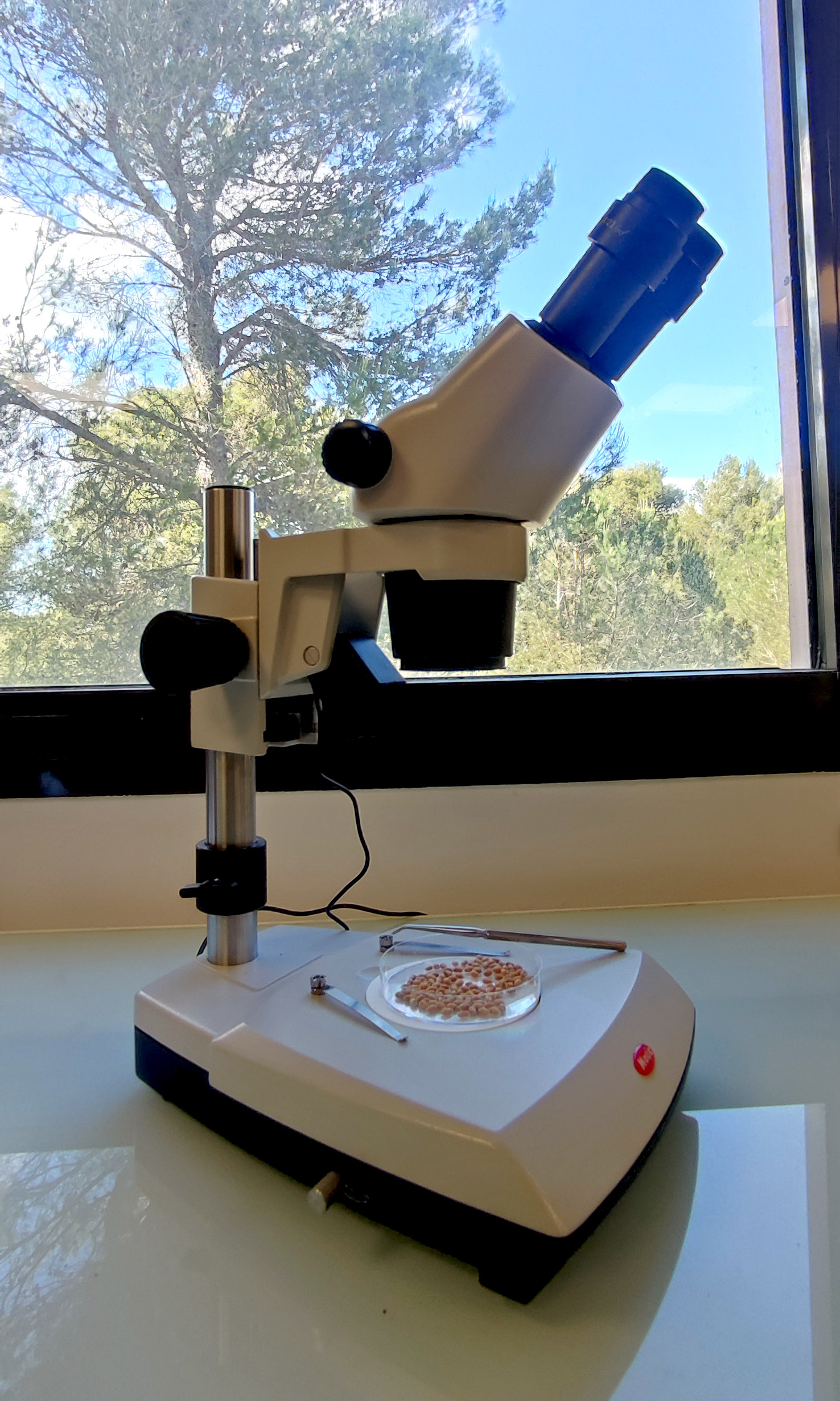 Loupe Binoculaire